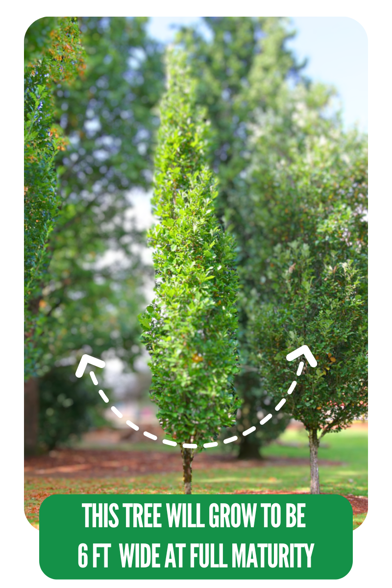 Kindred Spirit Oak with green leaves and slender upright form